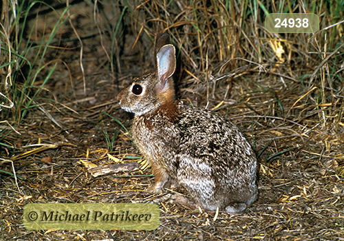 Eastern Cottontail (Sylvilagus floridanus)